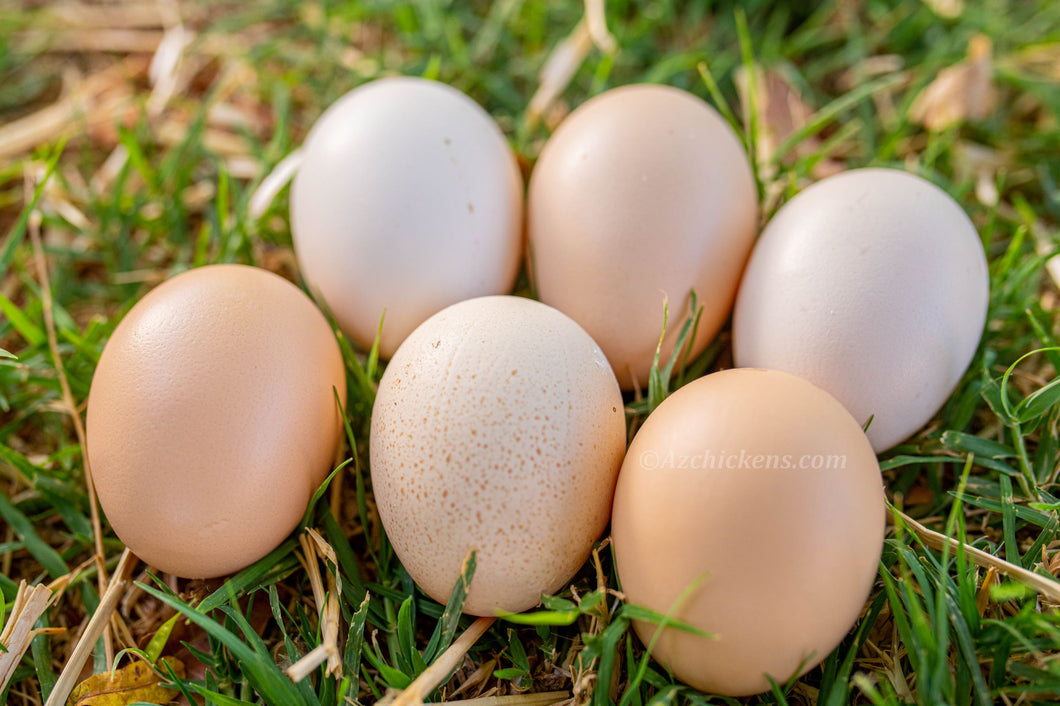 Breeder Hatching Eggs