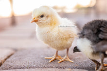 Load image into Gallery viewer, White Bresse Chicks
