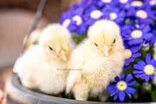 Load image into Gallery viewer, White Bresse Chicks

