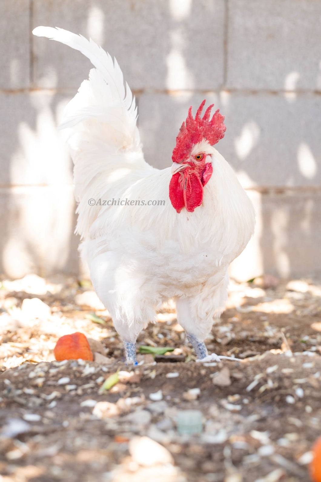 Breeder Cull - Adult Rooster